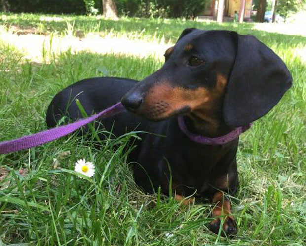 ЉУБИТЕЉИ ПАСА ПОМОЗИТЕ: Да ли сте видели ову јазавичарку? (ВИДЕО)